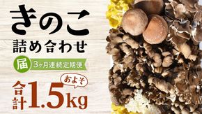 【 3ヶ月連続定期便 】きのこ の詰め合わせ Mサイズ ( 約1.5kg ) （茨城県共通返礼品：城里町） キノコ セット 野菜 低カロリー ダイエット デトックス バラエティ セット 新鮮 [DY006us]