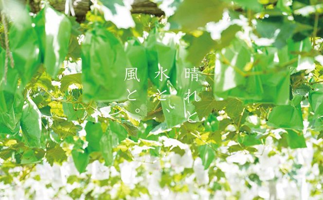 厳選 シャインマスカット・ニューピオーネ 2房 合計1.0kg以上 詰合せ 産地直送 朝採れ ぶどう 葡萄 Kawahara Green Farm 岡山県産 2026年 果物 フルーツ 人気 甘い セット 