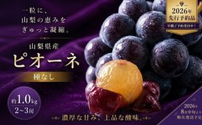 FB002【2026年 先行予約】山梨県産　種なしピオーネ2～3房(約1.0Kg）|ピオーネ 種無し ブドウ ぶどう 葡萄  フルーツ 果物 贈答 プレゼント