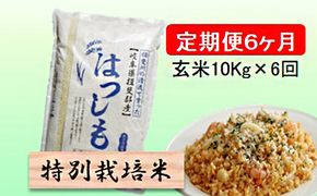 定期便 6カ月【 令和8年産 】毎月  玄米 10kg【 ハツシモ 】