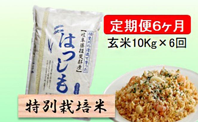 定期便 6カ月【 令和8年産 】毎月  玄米 10kg【 ハツシモ 】
