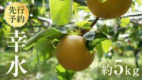 【 2026年8月上旬発送開始 】 茨城県産 梨 幸水 （約 5kg ） 10～14玉  梨 なし 和梨 日本梨 果物 フルーツ 新鮮 旬 期間限定 国産 先行予約[CL001us]