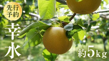 【 2025年8月上旬発送開始 】 茨城県産 梨 幸水 （約 5kg ） 10～16玉  梨 なし 和梨 日本梨 果物 フルーツ 新鮮 旬 期間限定 国産 先行予約[CL001us]