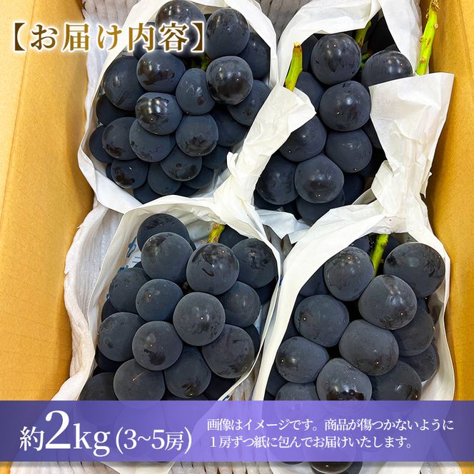 【2026年発送】志賀高原の麓で育った 種なし 巨峰 3～5房 約2kg ぶどう フルーツ 果物 デザート 長野県 長野