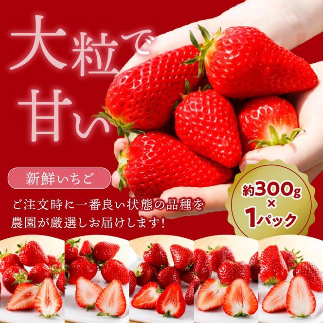 はたやの新鮮いちご＆果肉入りジャムのセット[12月下旬より順次発送]《 ふるさと納税いちご イチゴ 苺 フルーツ工房はたや 高級 フルーツ ジャム 送料無料 》【2401C09702】