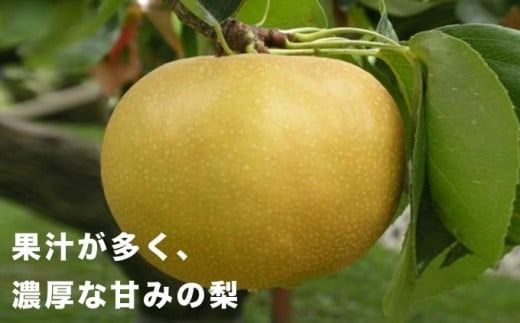 梨 南水 約3kg ［新規就農者応援コース 幸作会］ 梨 なし フルーツ 果物 長野県産 信州 数量限定 【2025年9月中旬発送】［K-42］