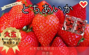 朝獲れ新鮮 特大とちあいか600g【12月中旬より順次発送予定】｜いちご イチゴ 苺 フルーツ 果物 産地直送 とちあいか 矢板市産 栃木県産 関農園 [0609]