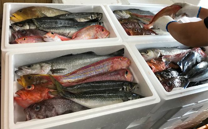 京都府宮津市産『朝どれ！山一鮮魚おおきに便』約4～5kg 魚介類 セット 産地直送 鮮魚 内臓処理加 鮮度抜群 冷蔵 詰め合わせ 旬 鯛 