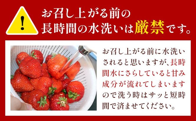 先行予約 熊本県産 いちご ゆうべに 約1500g（約250g×6パック）《2月上旬-3月末頃出荷》熊本県 氷川町 果物 フルーツ 苺 イチゴ 先行 予約 アフター保証---hkw_26_lcl_241_1500g---