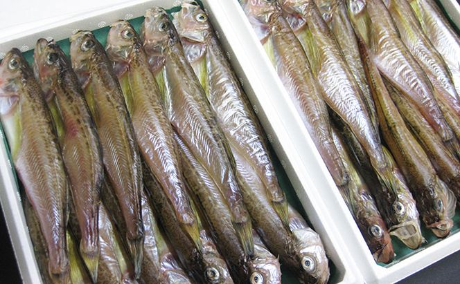 ハタハタ（大）干物 一夜干し 450g ×2箱【配送不可：離島】 魚貝類 