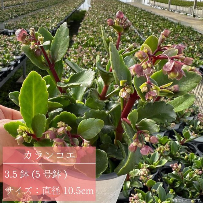 【2026年2月より順次発送】須貝花園 カランコエ 5鉢(3.5号鉢)｜カランコエ 花 多肉植物 季節の花 須貝花園 先行予約 茨城県 行方市(C-16)