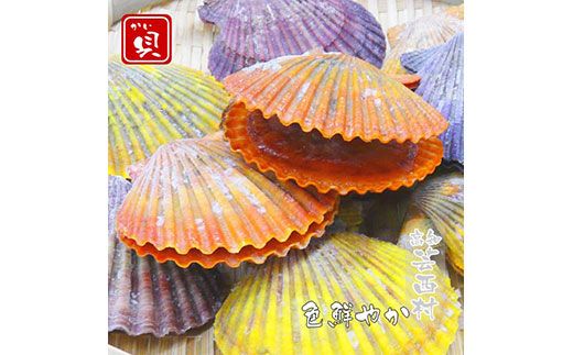 【CF-R7hbk】KYF013　長太郎貝（ヒオウギガイ）１０個入