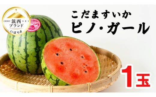 こだますいか 「 ピノ・ガール 」 1玉 2026年産 先行予約 筑西ブランド こだまスイカ 小玉スイカ すいか スイカ フルーツ 果物 [AF077ci]