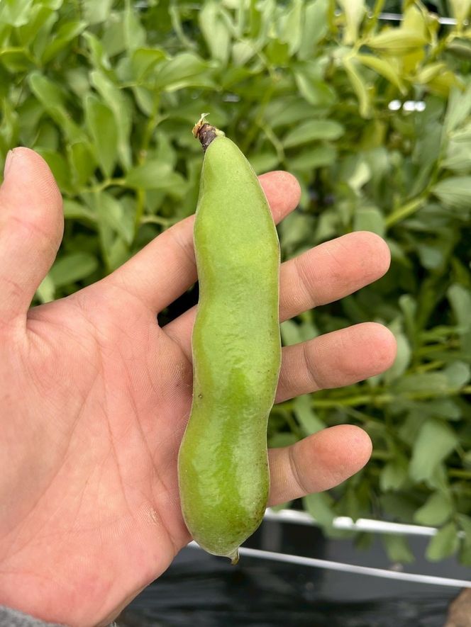 ＜先行予約＞春だけ ホクホクそら豆！2kg 京都 亀岡産 野菜 豆類 旬 おつまみ 取り寄せ 人気 ※北海道・沖縄・離島への配送不可 ※2026年5月中旬～6月中旬頃に順次発送