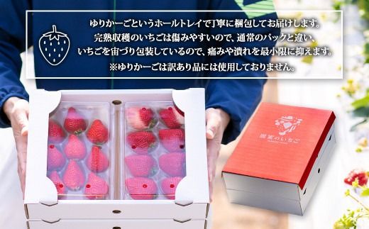 完熟あまおう 贈答用 4パック 合計約1kg～1.64kg 【2027年1月上旬～3月上旬までに出荷予定】いちご 苺 イチゴ ベリー 果物 フルーツ お取り寄せ デザート おやつ