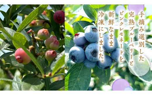 【 数量限定 】 冷凍 完熟 ブルーベリー 700g と ピンクレモネード 350g の 詰合せ セット 食べ比べ (1パックあたり 350g )  ベリー 甘い 甘酸っぱい 完熟 新鮮 フルーツ 果物 くだもの 贈り物 贈答 ギフト 国産 茨城 農園 産地直送 [AL004us]