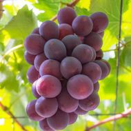 【夏秋の美味】フルーツ王国和歌山の"濃厚"種無しピオーネ 約2kg