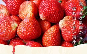 【期間限定発送】 いちご あまおう ボリューム セット 6p [THE FARM_strawberry 福岡県 宇美町 um40azo780006] イチゴ 苺 フルーツ 果実 甘い 小分け