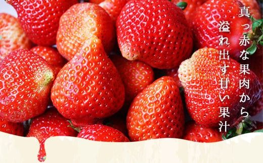 yFzyԌ蔭z  ܂ {[ Zbg 6p [THE FARM_strawberry  F um40azo780006] C`S  t[c ʎ Â 
