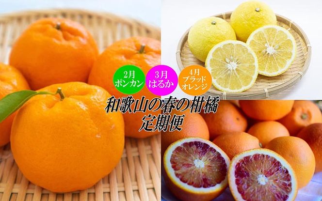〈定期便〉【2・3・4月 全3回】和歌山の春の柑橘（ポンカン・はるか・ブラッドオレンジ）｜フルーツ ふるーつ 果物 くだもの 詰め合わせ 果物定期便 春 旬 みかん オレンジ 国産 産地直送 美浜町厳選館 美浜町