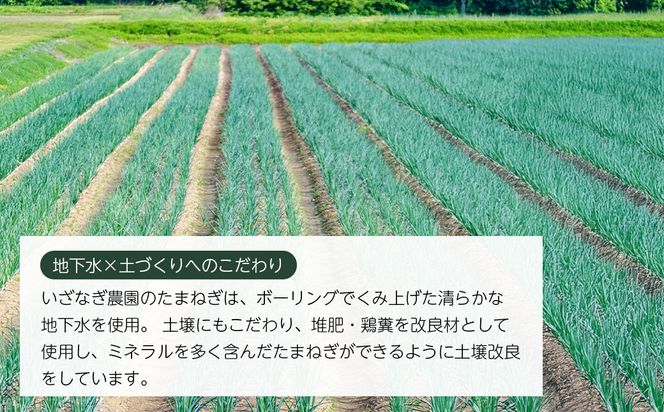 【新玉ねぎ】いざなぎ農園の淡路島たまねぎ 5kg【発送時期2026年5月頃】 玉ねぎ