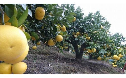 【訳あり】三愛果樹園の土佐文旦　約5kg【三愛果樹園】 [BQAO010]