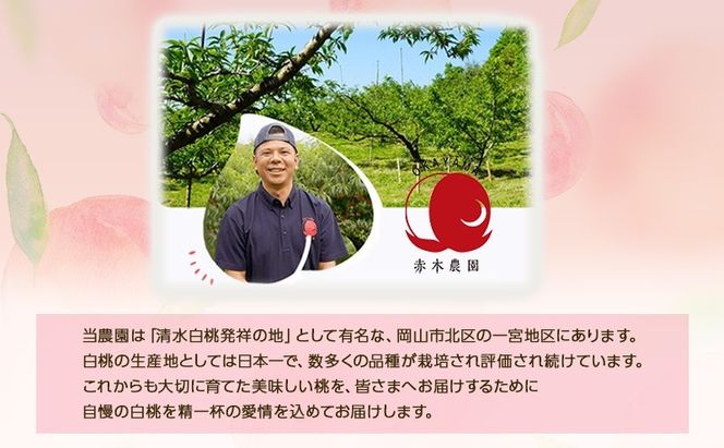 桃 2026年 先行予約 贈答用 岡山の白桃 約900g 3玉 白桃 もも モモ フルーツ 果物 国産 赤木農園