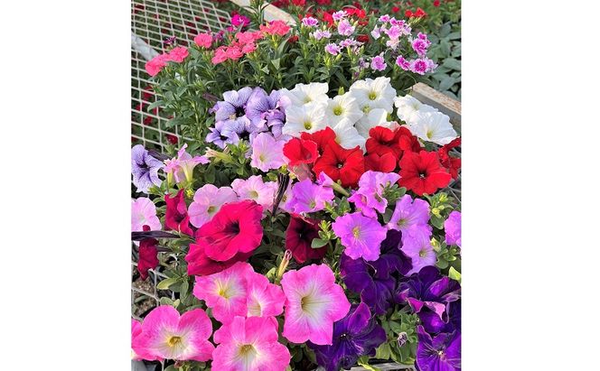 春 の 花苗 おすすめ セット 24ポット(4～6月発送) ガーデニング 園芸 お花 花 フラワー 