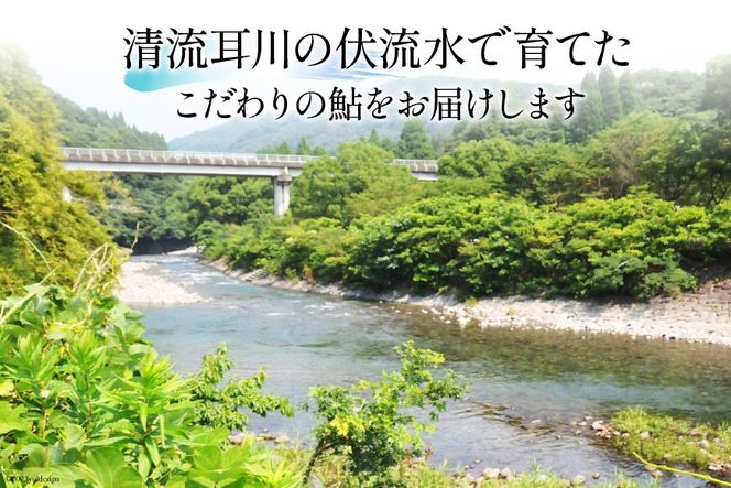 【期間限定発送】 鮎 こだわりの生鮎 約1kg [株式会社 あゆの是則 宮崎県 日向市 452060793] あゆ アユ 魚 魚介 川魚 塩焼き 甘露煮 冷蔵 生あゆ 子持ち鮎