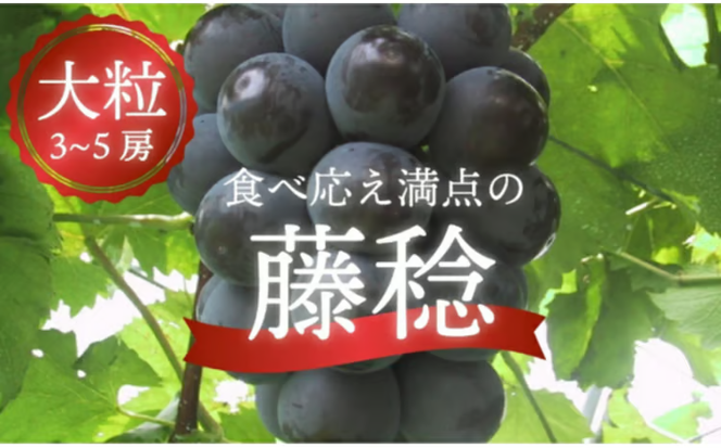 【2026年先行予約】大粒で食べ応え満点！ 藤稔の上級品 3～5房入 計2.0kg～ (岡山県産) / ふじみのり 藤みのり ぶどう ブドウ 葡萄 先行予約 フルーツ 果物 真庭市 フルーツ王国 きよとう果樹園【KF-B002-02】
