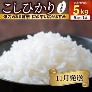＼11月発送・令和8年産／山﨑観光農園のお米　コシヒカリ　白米5kg｜栃木県 益子町 ふるさと納税 お米 コシヒカリ 白米 精米 5kg（AU044-11）