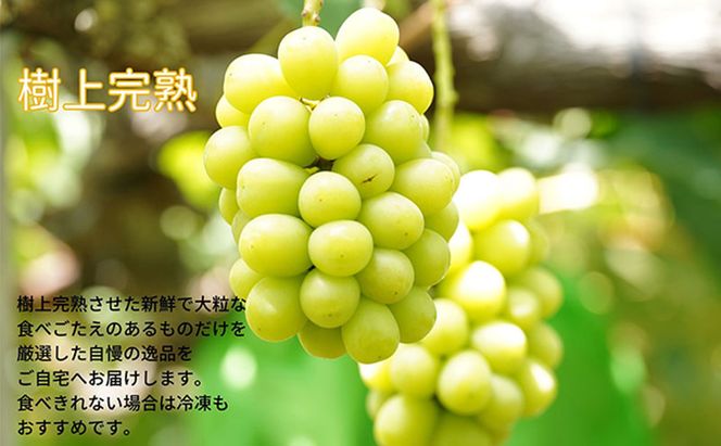 厳選 シャインマスカット・ニューピオーネ 2～3房 合計1.5kg以上 詰合せ 産地直送 朝採れ ぶどう 葡萄 Kawahara Green Farm 岡山県産 2026年 先行予約