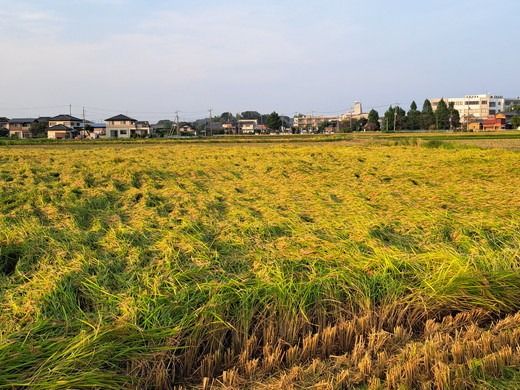 y錧푍szߘa7NY RVqJ5kg  푍sY