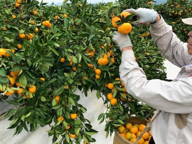 【 5年間 有田みかん 3種 食べくらべ ／ 全15回 】 特秀 3kg × 3回 × 5年 コース 南泰園 みかん BS808-5ey