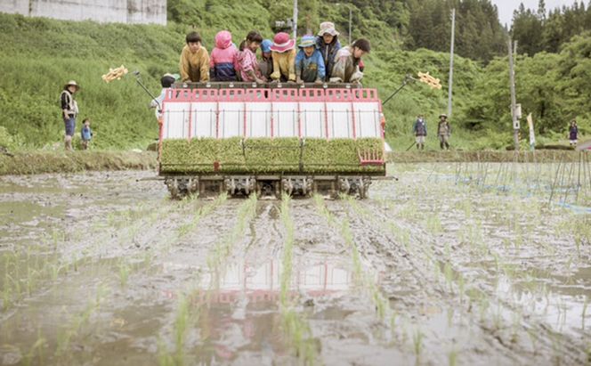 【数量限定！】あま！うま！ミネラル栽培の魚沼産従来コシヒカリ精米10kg (5kg×2袋)