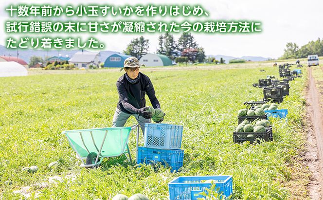 先行予約【食べ比べ】2026年夏発送 富良野産 大玉 スイカ2L 各1玉(夏大地・マイティ21) 北海道 ふらの すいか 西瓜 夏 フルーツ ふらの 甘い 糖度 大きい 大だま セット 別送  (畠山農園）