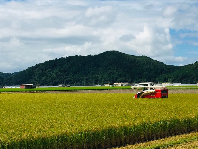 【7年産】近江米　ミルキークイーン 白米【5kg×1袋】【V009W1】