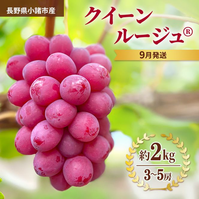 先行予約 2026年9月発送 クイーンルージュ(R)約2kg 3～5房 重量保証 信州 小諸 果物 フルーツ ぶどう ブドウ 種無し 甘い 完熟 季節限定 贈答用 大粒 産地直送 新鮮 お取り寄せ こだわり ギフト