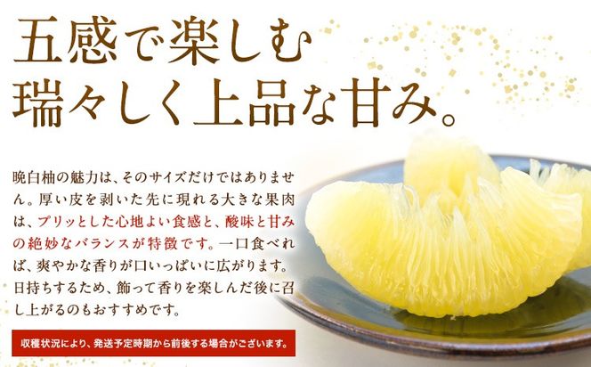 先行予約 晩白柚 約3kg 株式会社エフビーネット《12月上旬-1月下旬頃出荷》熊本県 氷川町 果物 フルーツ 熊本県産 ジューシー ばんぺいゆ バンペイユ---hkw_efn_5_3kg---