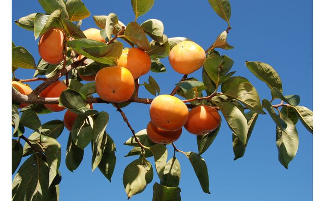 SANUKIFROZEN 柿 60g×8袋 372013_KF018