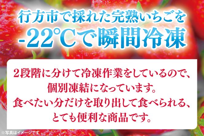 瞬間冷凍完熟いちご 500g×2袋｜いちご イチゴ 苺 冷凍イチゴ 冷凍いちご 冷凍 冷凍フルーツ 完熟 フルーツ 果物 くだもの デザート おやつ スムージー ジャム 数量限定(S-9-1)