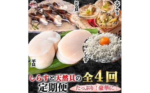 ＜発送月固定定期便＞しらすと天然貝の定期便 全4回 【離島不可】