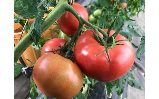 トマト「プリマドンナ」・「桃太郎」・「かれん」ギュッと美味しさ詰まったトマト 2kg 箱入り ※離島への配送不可 ※2026年2月～4月下旬頃に順次発送予定