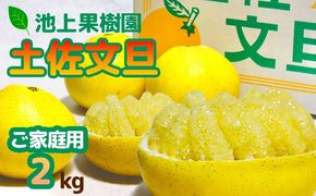 土佐文旦　家庭用2kg（池上果樹園）