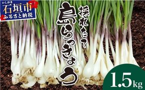 ≪2026年2月下旬～5月下旬発送≫採れたて島らっきょう 1.5㎏ 【 沖縄県 石垣市 野菜 らっきょう 島らっきょう おつまみ 採れたて 料理 漬物 天ぷら おかぴ農園 産地直送 】OK-02