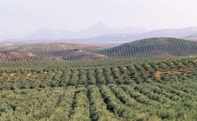 エキストラバージン オリーブオイル 大容量 5L ×2本 瀬戸内市 [№5735-2024]