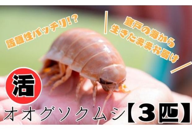 「深海王国」室戸からお届けする「活オオグソクムシ」[3匹]甲殻類 エビ・カニの仲間 体験 話題性 珍味 高知県 室戸市