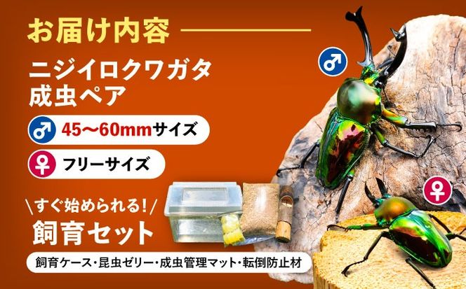 【配送不可地域：北海道・沖縄・離島】ニジイロクワガタ成虫ペア（オスサイズ45mm〜60mm）飼育セット付き 愛西市 / 艶麗[AEDD002]