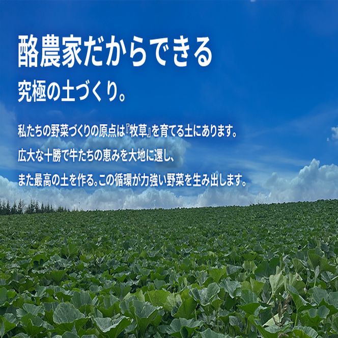 十勝幕別町産 かぼちゃ くり将軍 約10kg（5～7個）［山田敏明牧場］ 【 野菜 かぼちゃ 旬の野菜 産地直送 北海道 十勝 幕別 】