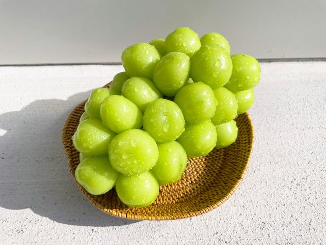 【2026年発送】おまかせ！ぶどう　3色　食べ比べ　セット　約1.8㎏　［ぶどう　葡萄　シャイン　シャインマスカット　クイーンニーナ　マイハート　スカーレット　巨峰　ブラックビート　くだもの　果物　フルーツ　人気　3種　詰め合わせ　ギフト　贈答　新鮮　山梨県　山梨　甲斐市］AD-304